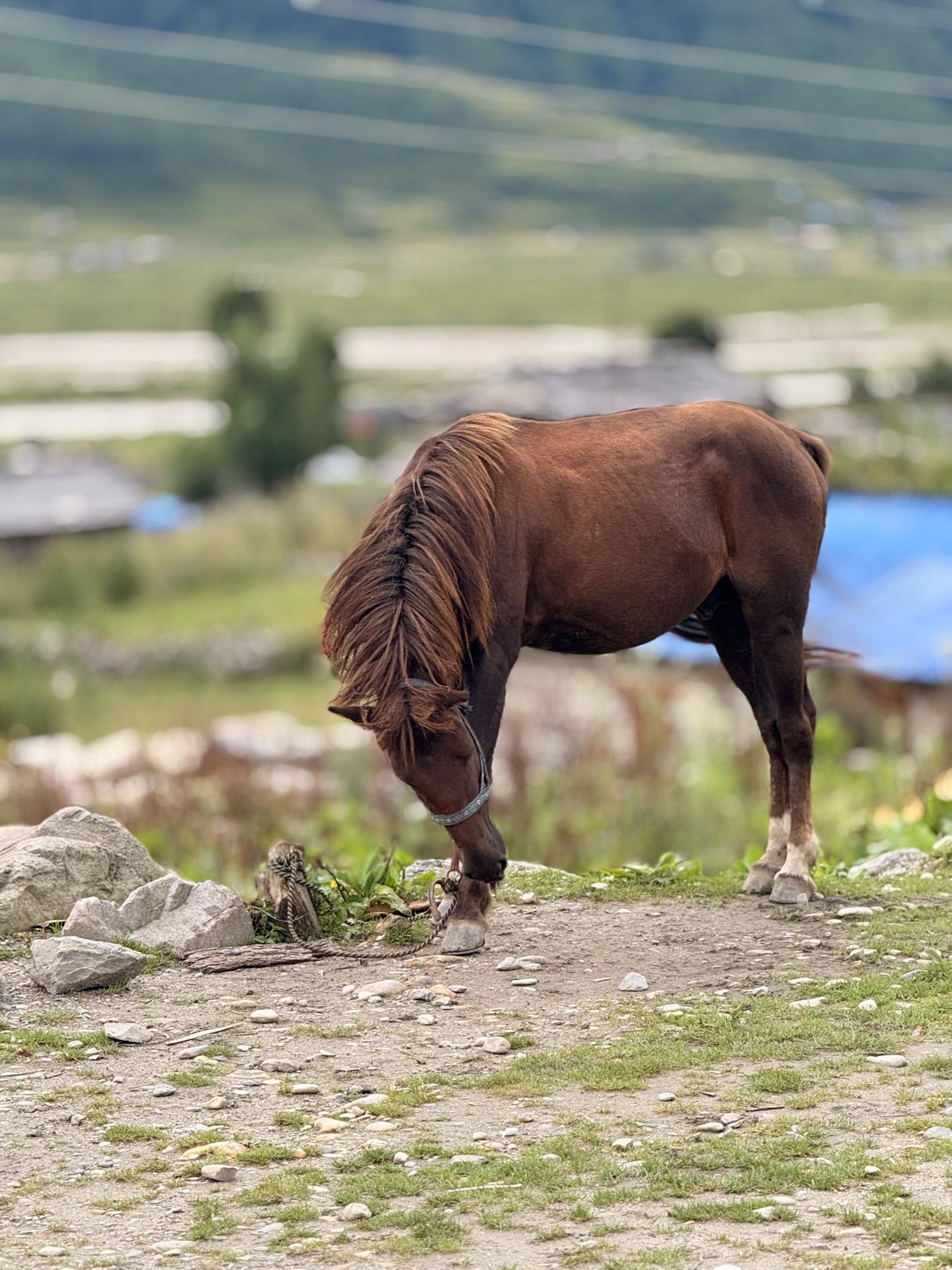 A brown pony grazing on the pasture with tin roofs behind