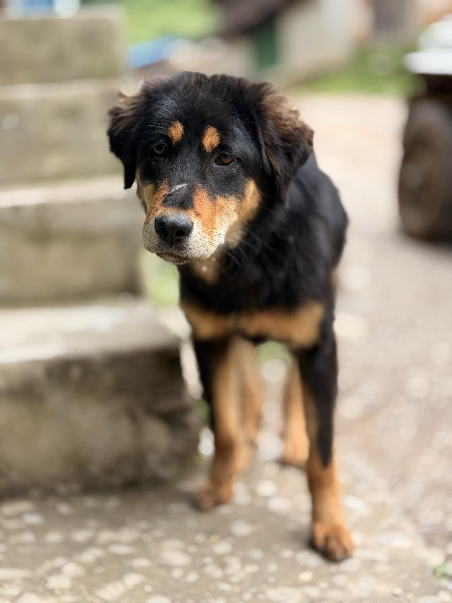 A black-and-tan dog walking down stone steps toward the camera