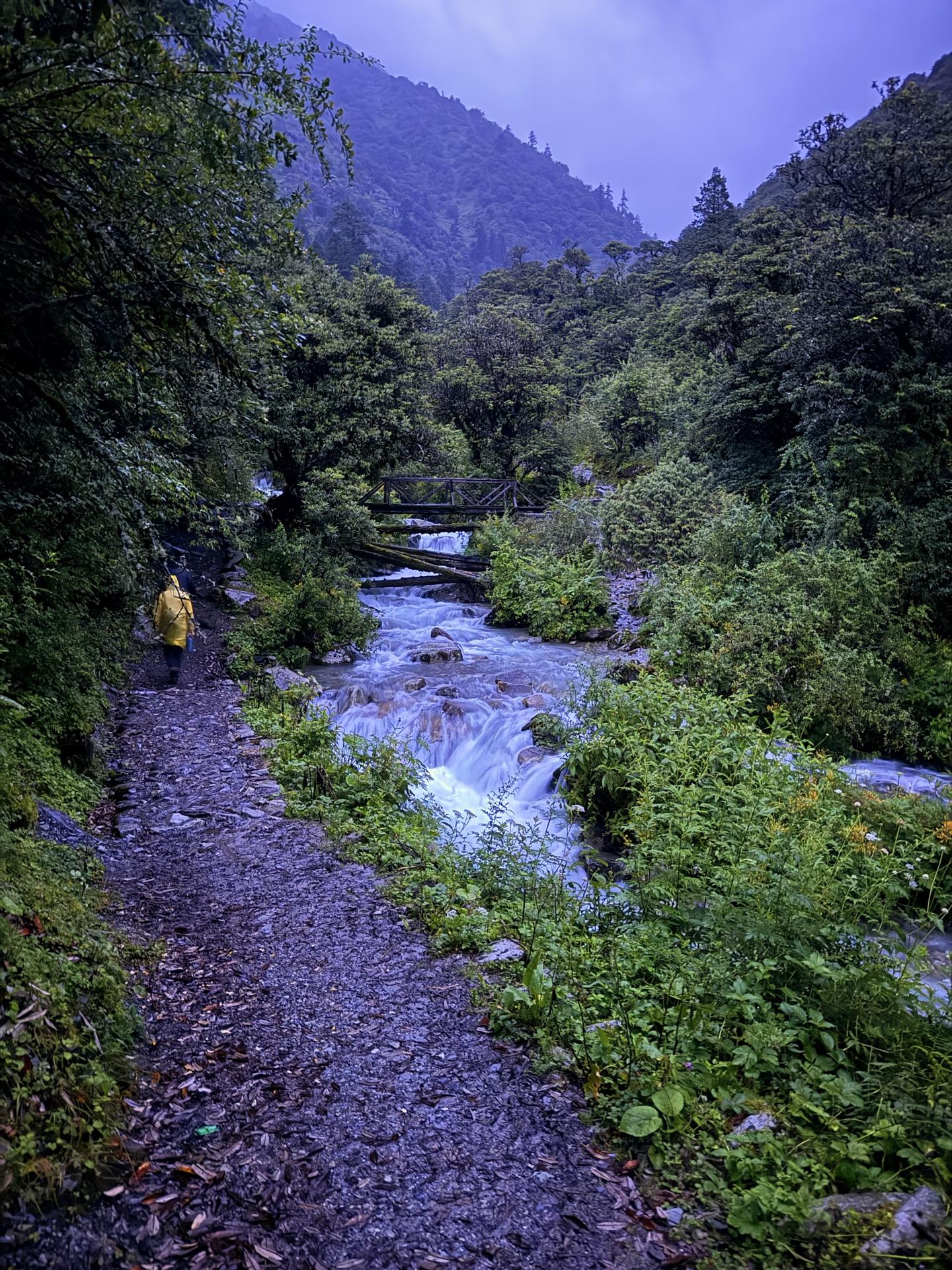 A dim forest trail beside a rushing stream at first light