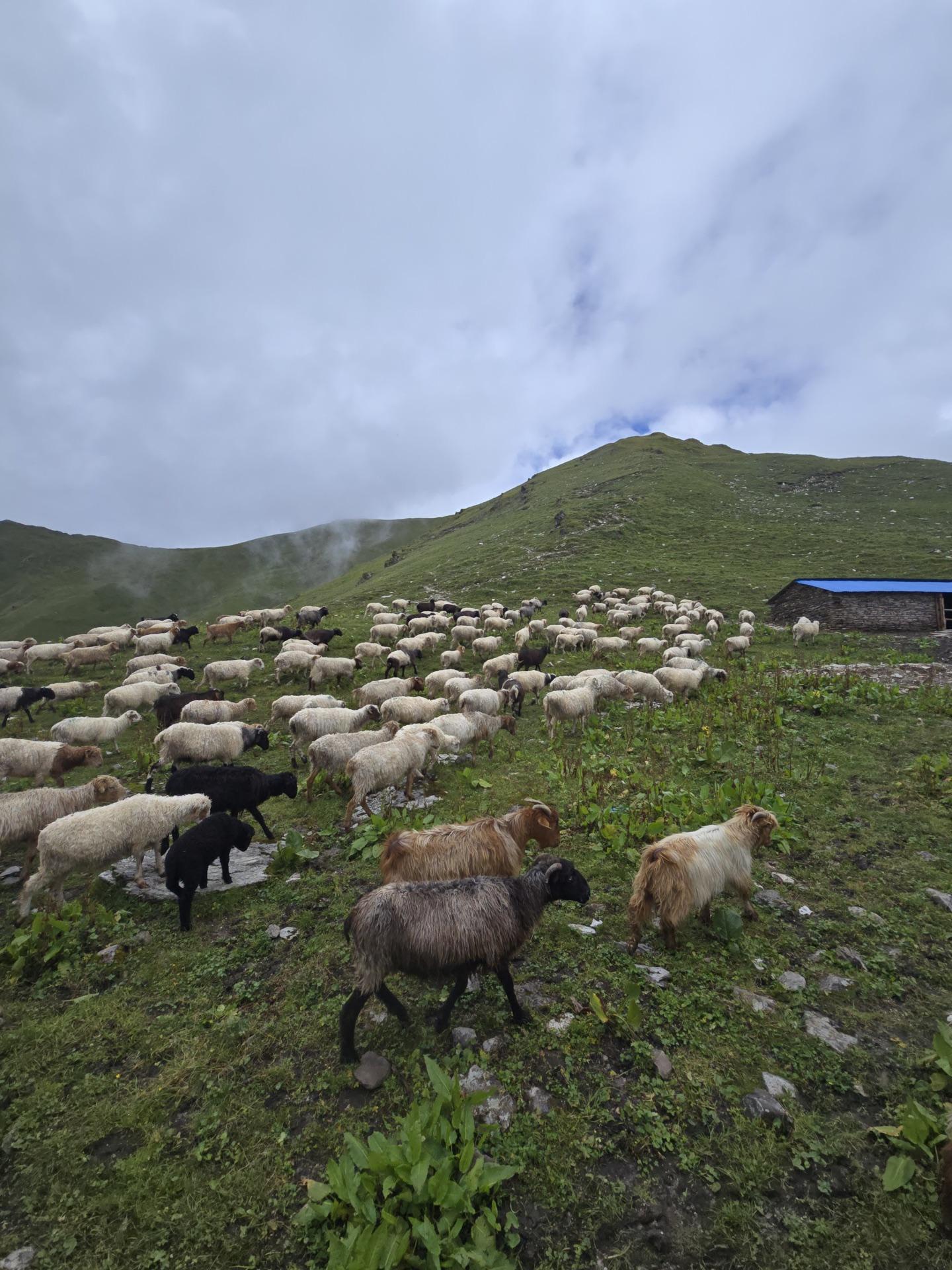 A flock of sheep pouring downhill past a herder's hut
