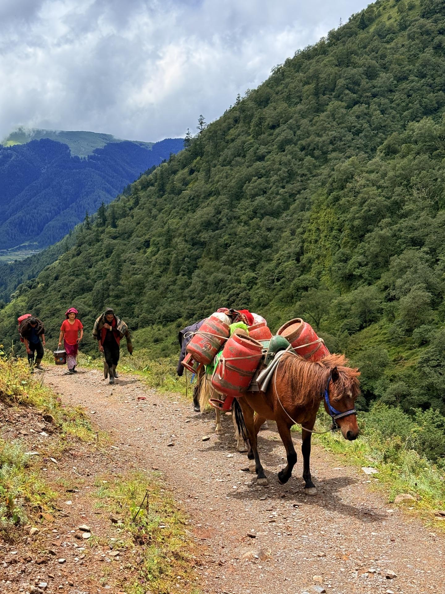 Pack horses and herders descending the narrow gorge trail