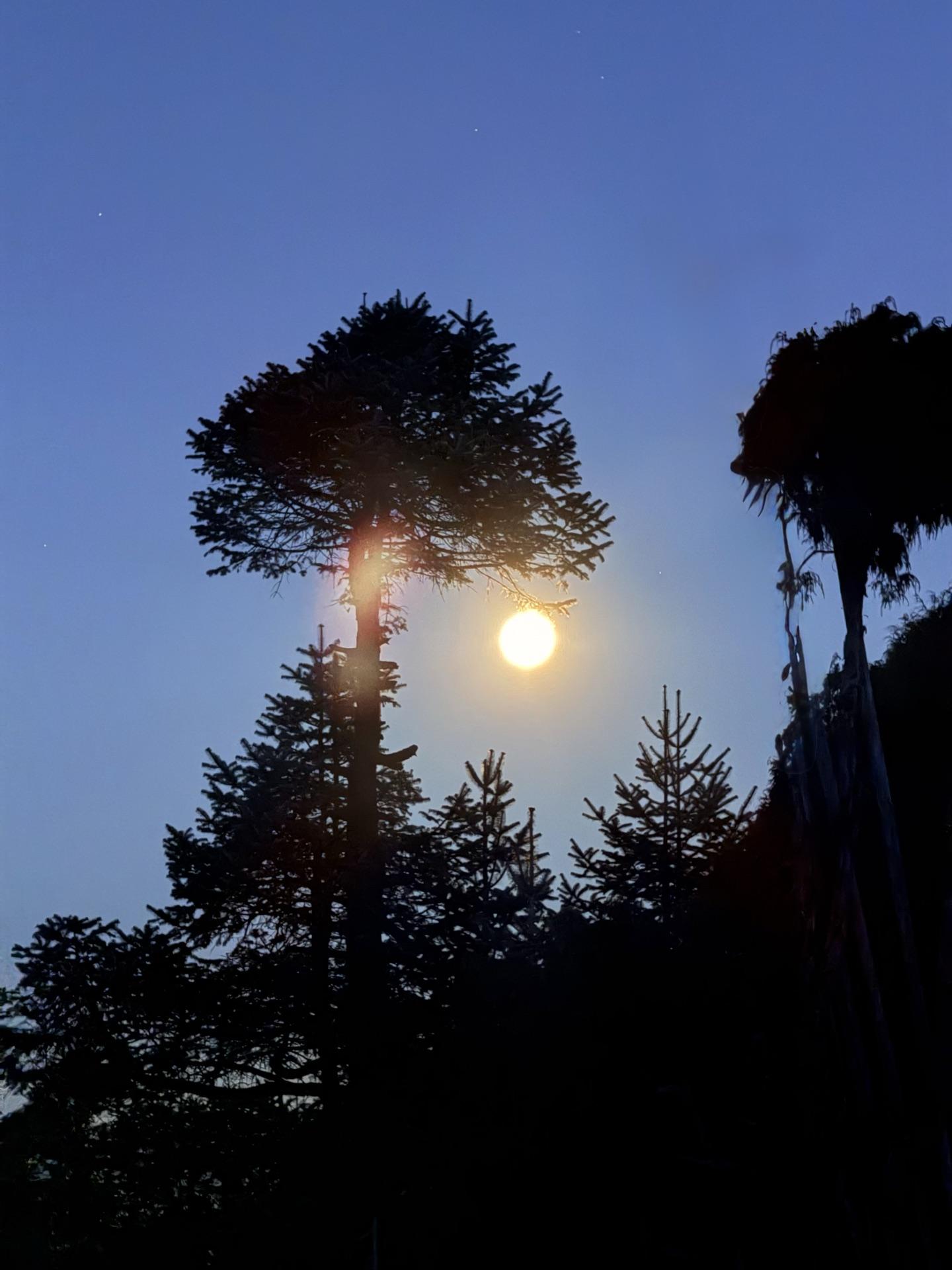 The moon setting through silhouetted pines before dawn