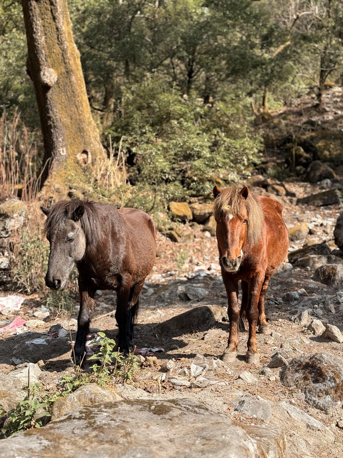 Two ponies standing on the forest trail