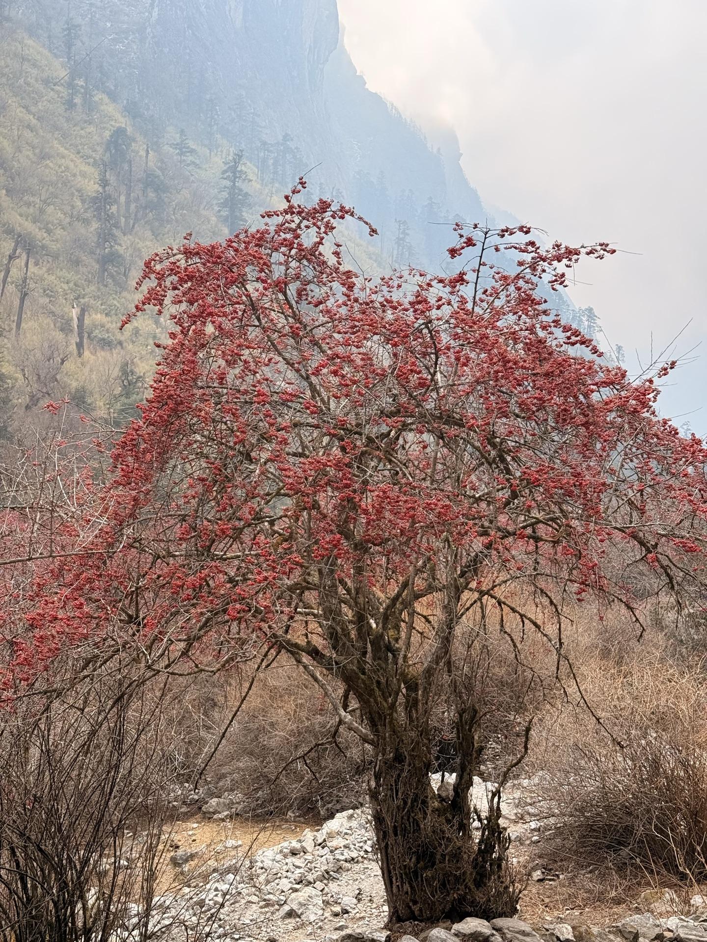 A tree full of red blossoms against the hazy valley wall