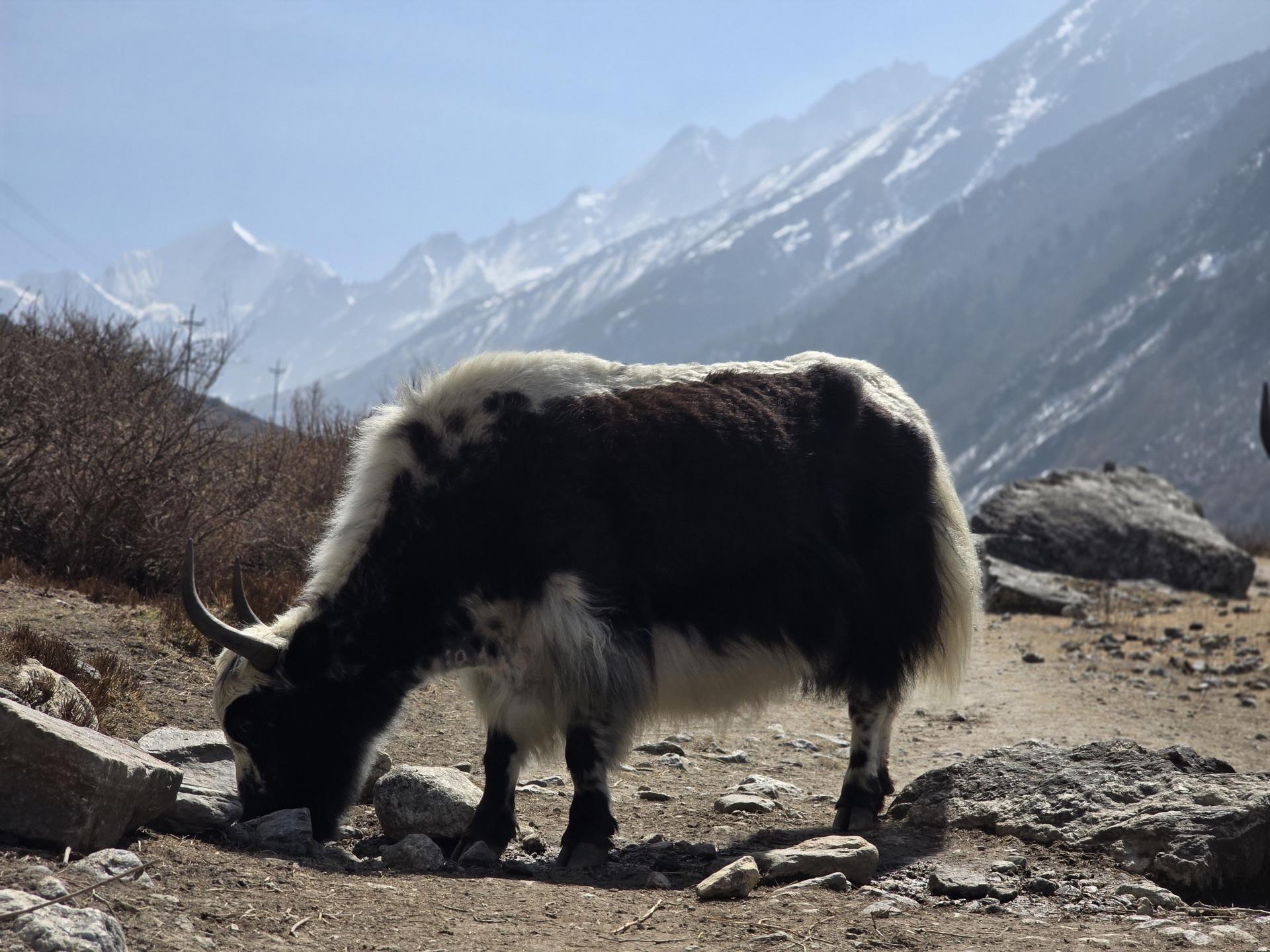 A shaggy black-and-white yak grazing the dry winter pasture