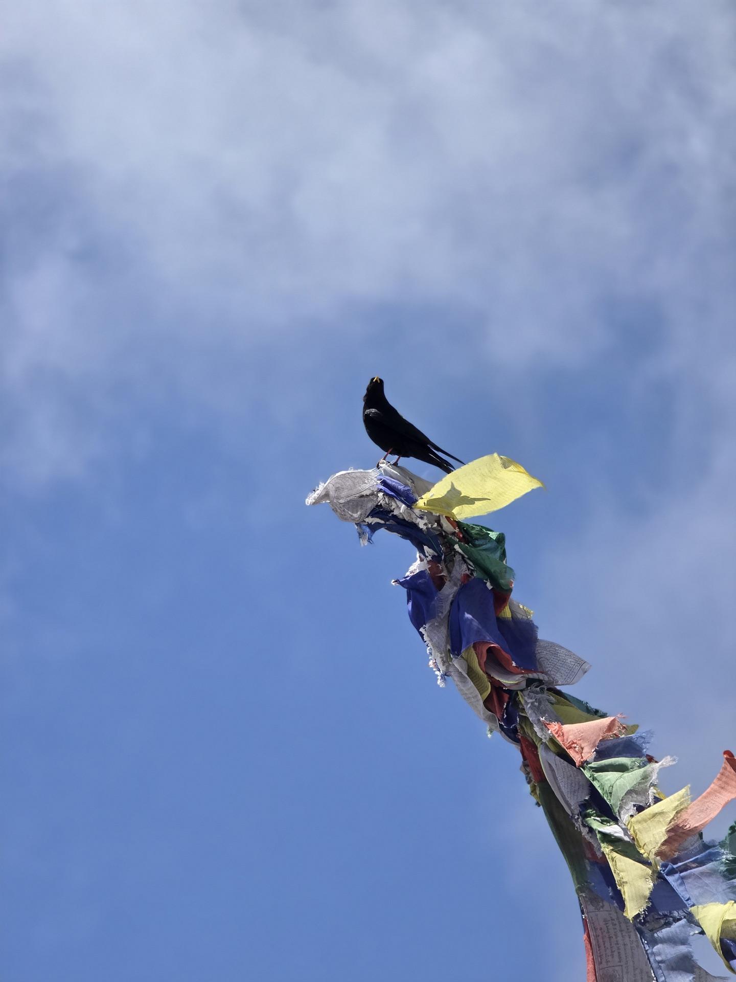 A bird perched on the top of a prayer-flag pole against the blue