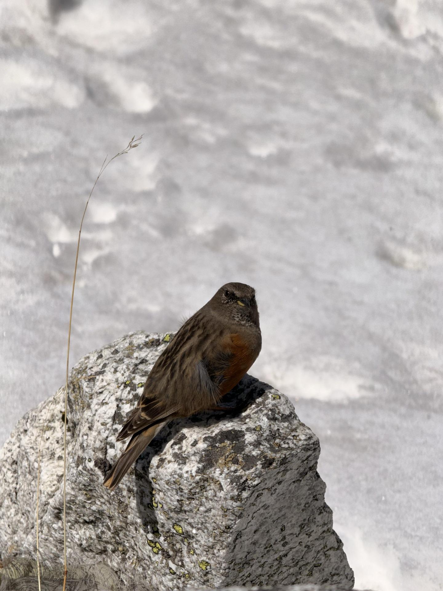 A small brown bird perched on a summit rock against the snow