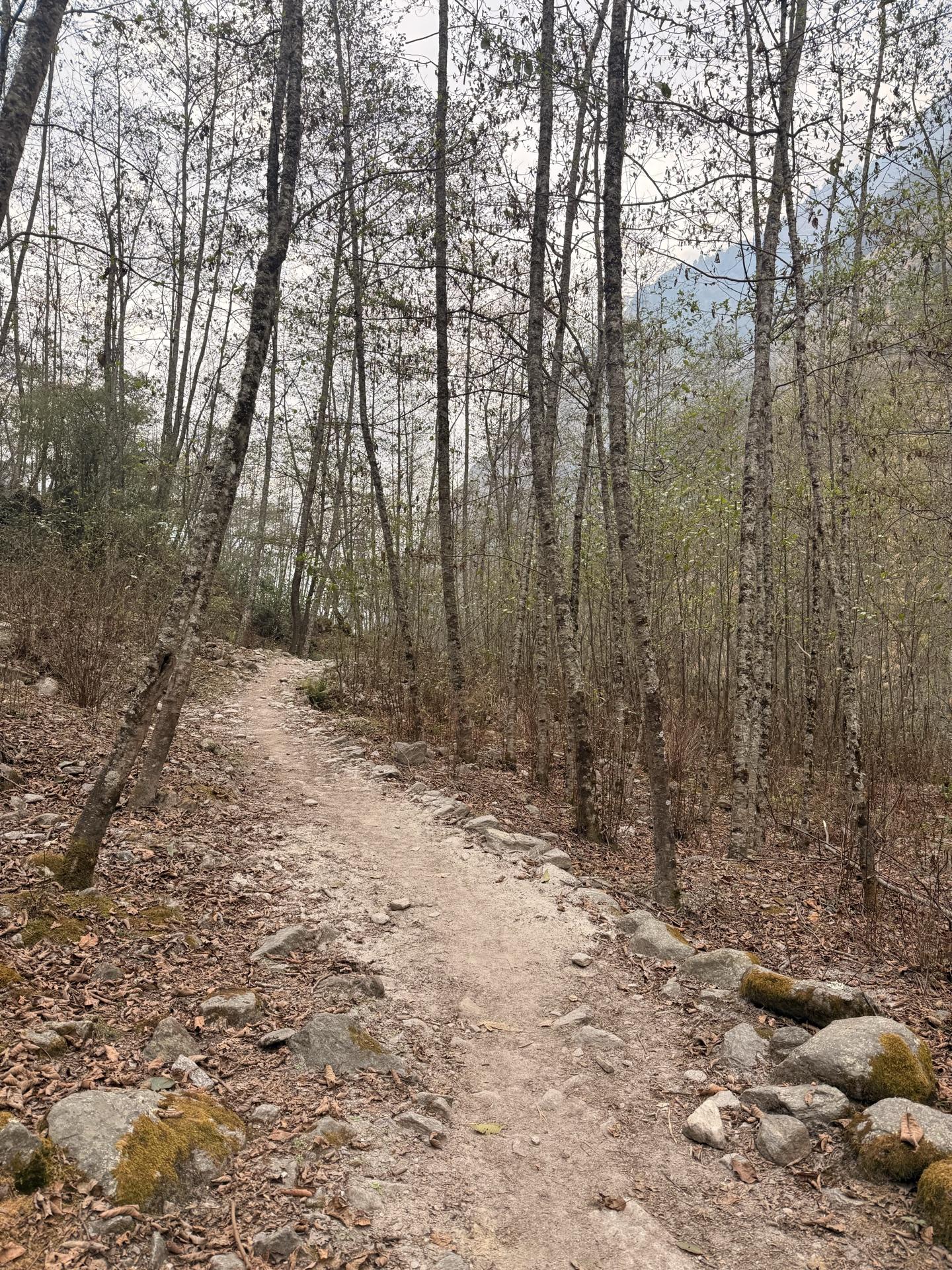 The trail running back into leafless forest lower down the valley