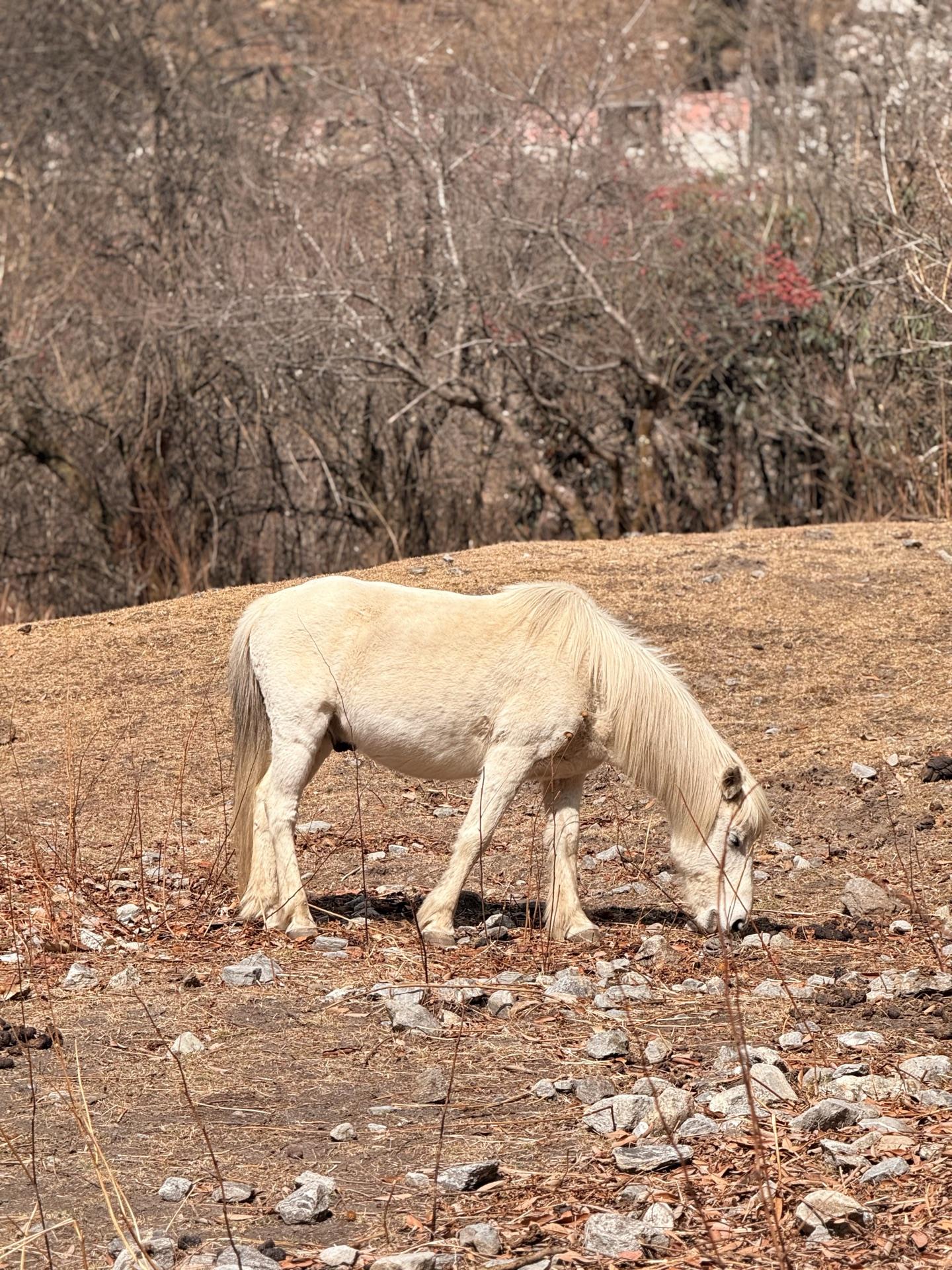 A white pony grazing the dry pasture