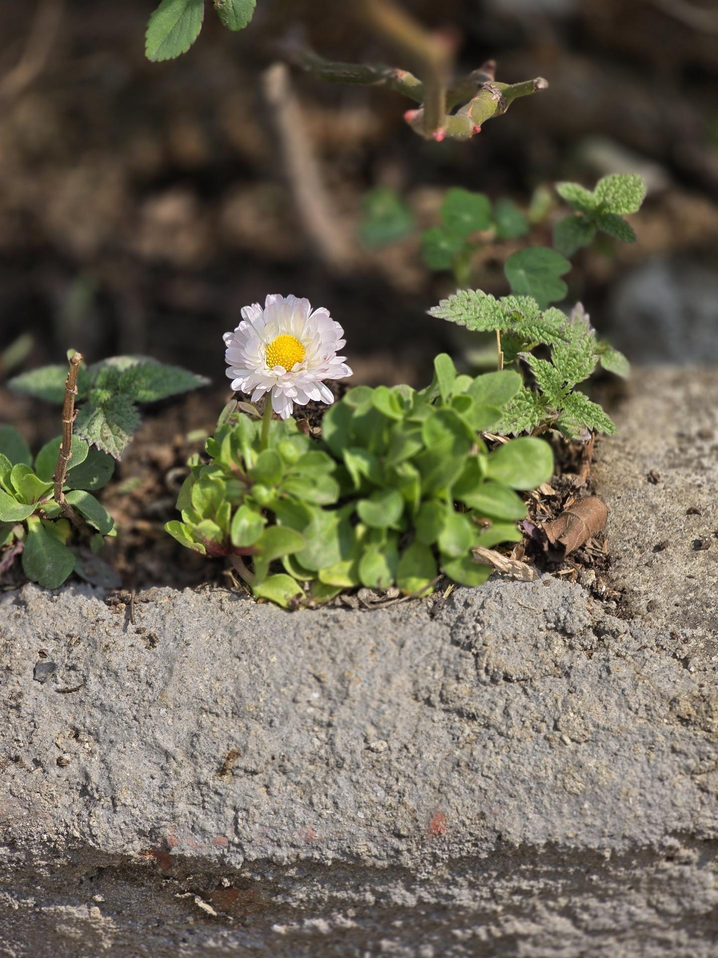 A small white flower growing from a crack, in close-up