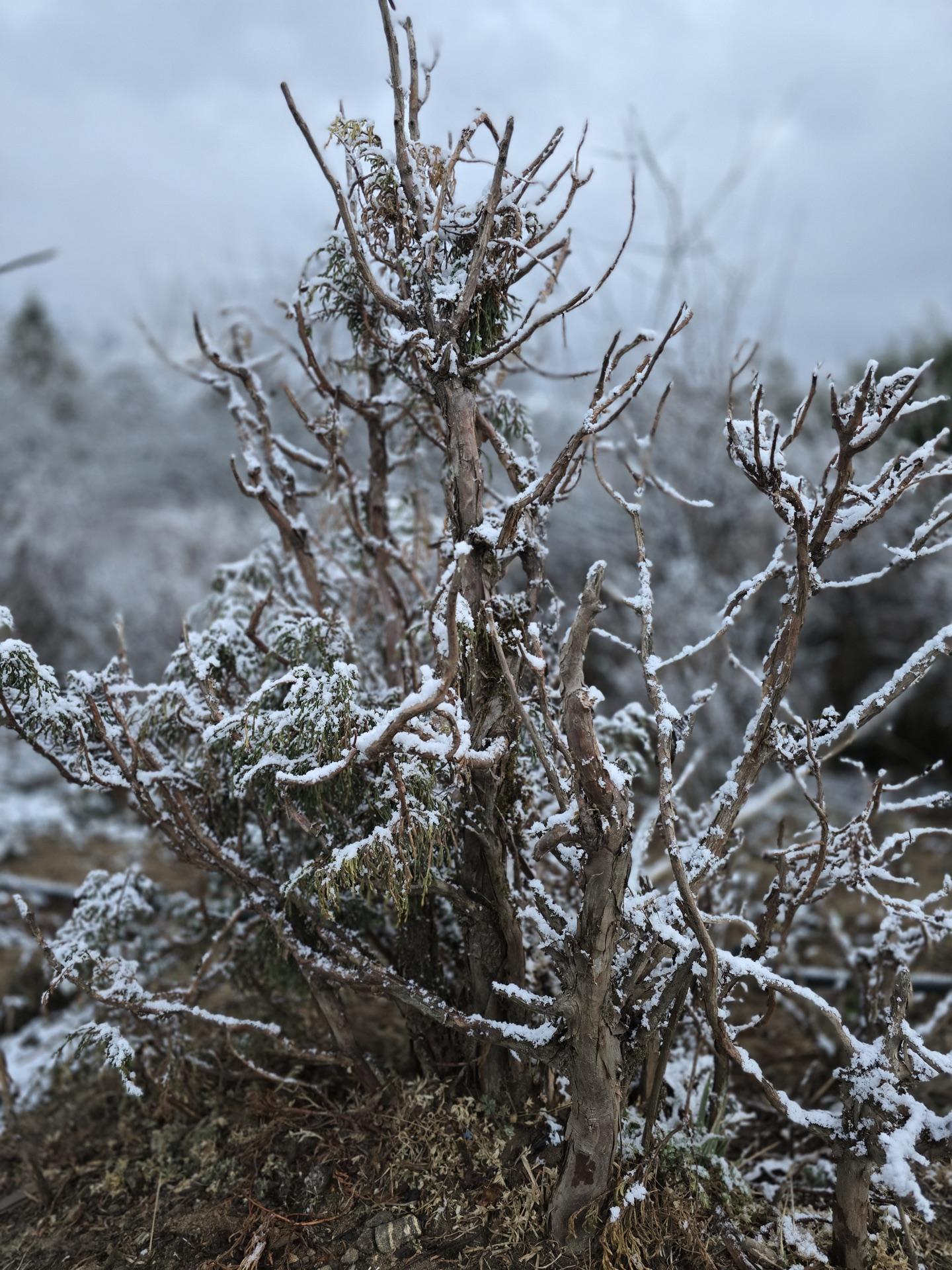 A bare shrub furred with fresh snow in the evening grey