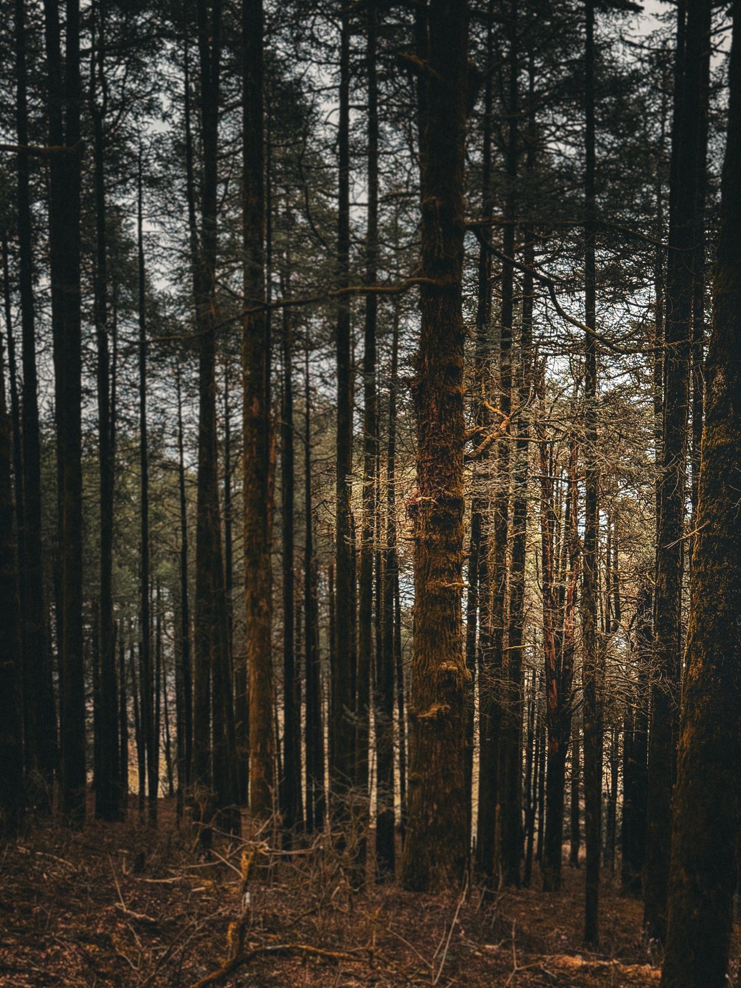 Tall straight pines with the sun coming through