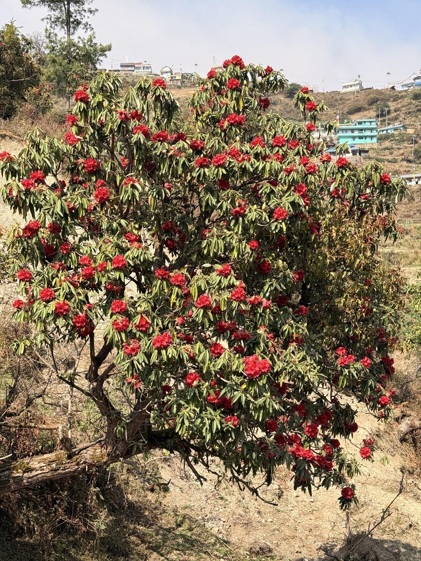 A whole rhododendron tree in red bloom above the village