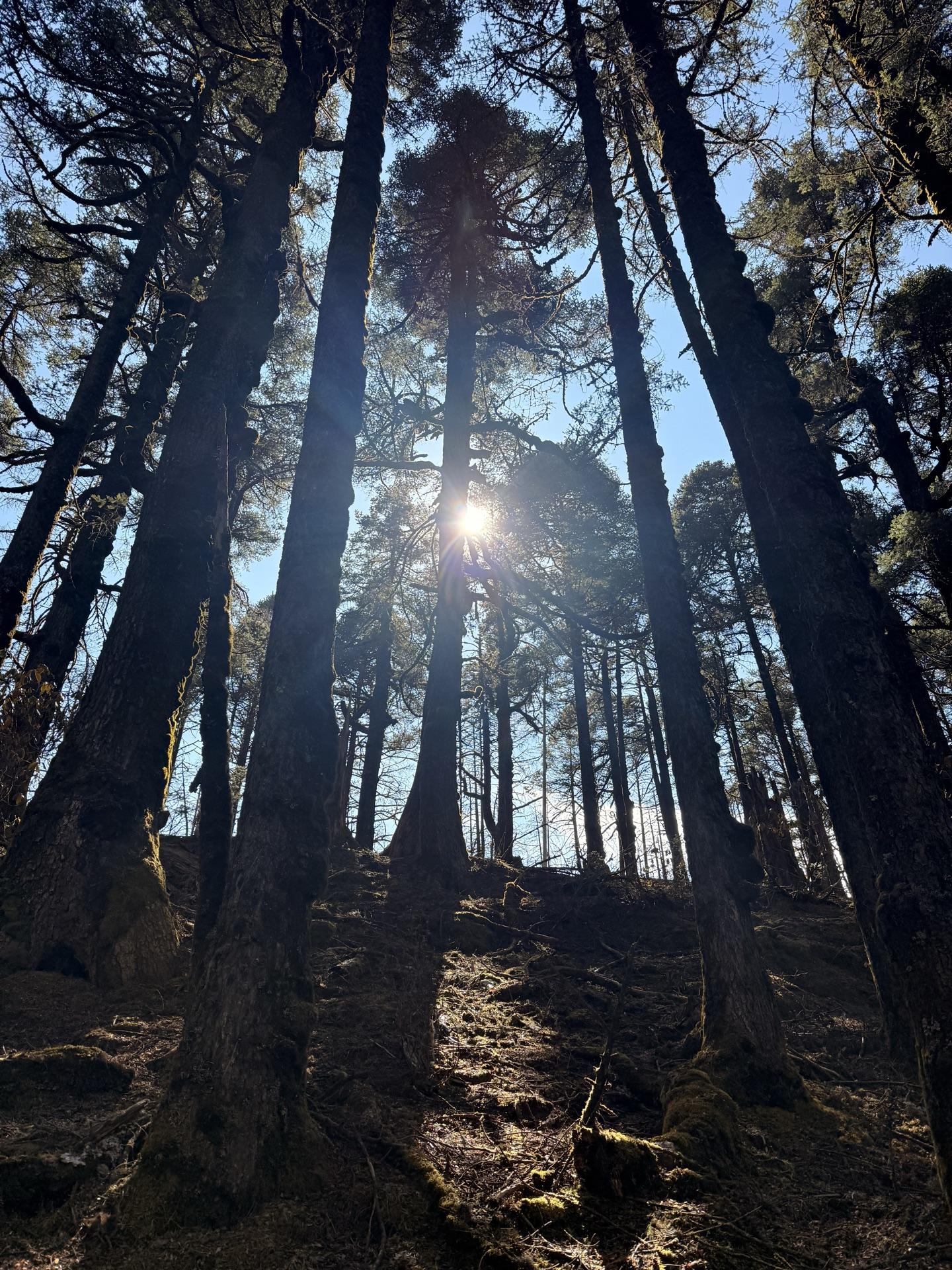 Sunlight breaking through tall pines on the descent