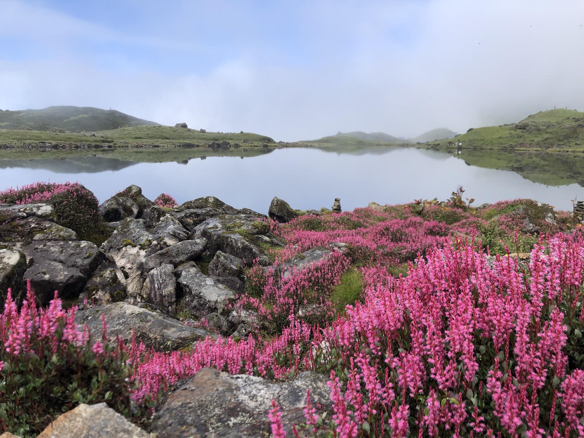 Pink wildflowers covering the slope right down to the water