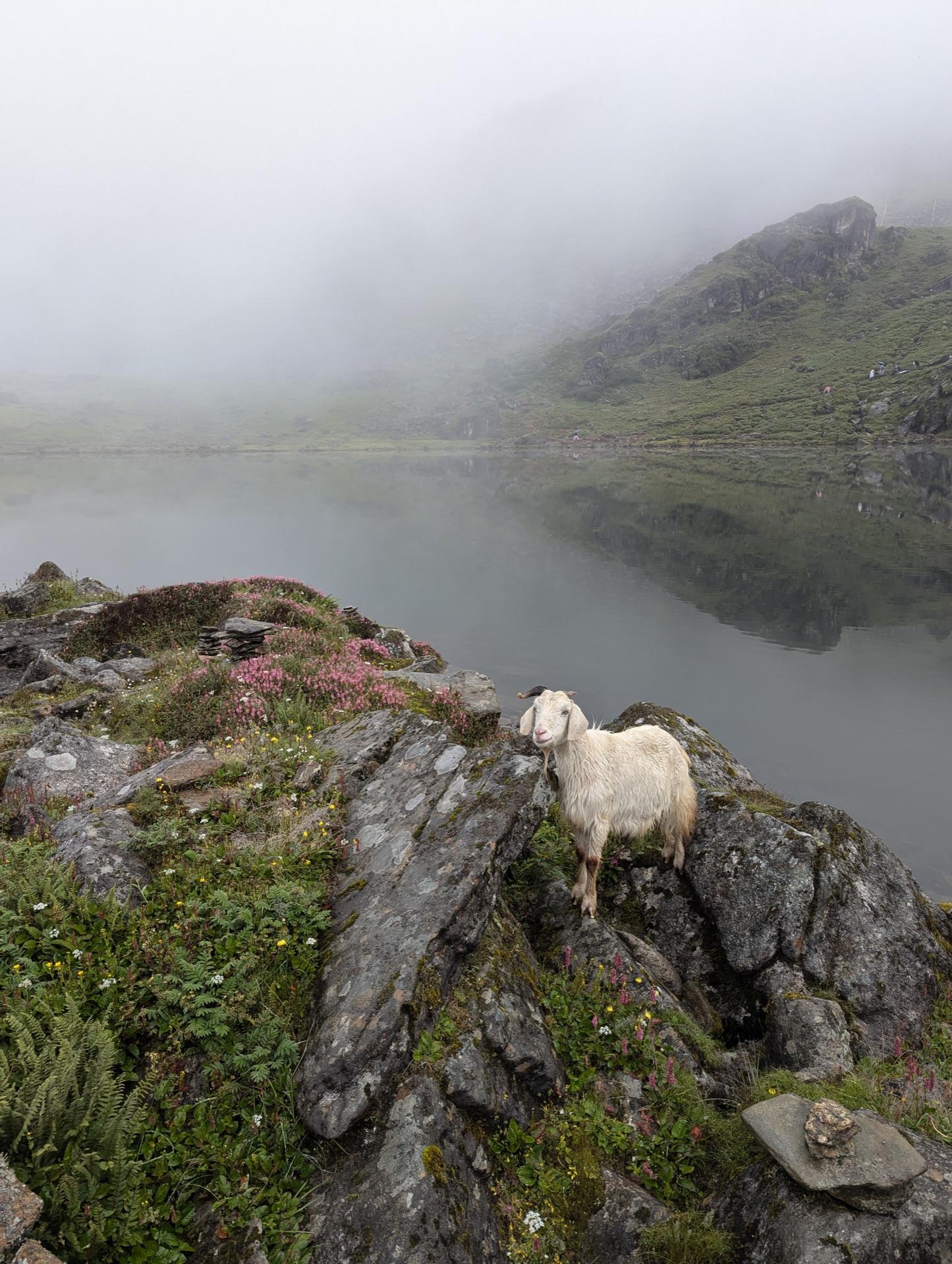 Sheep grazing among pink wildflowers at the misty lakeshore