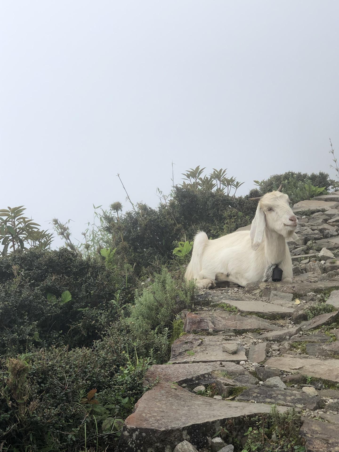 A white goat lying across the stone steps of the trail