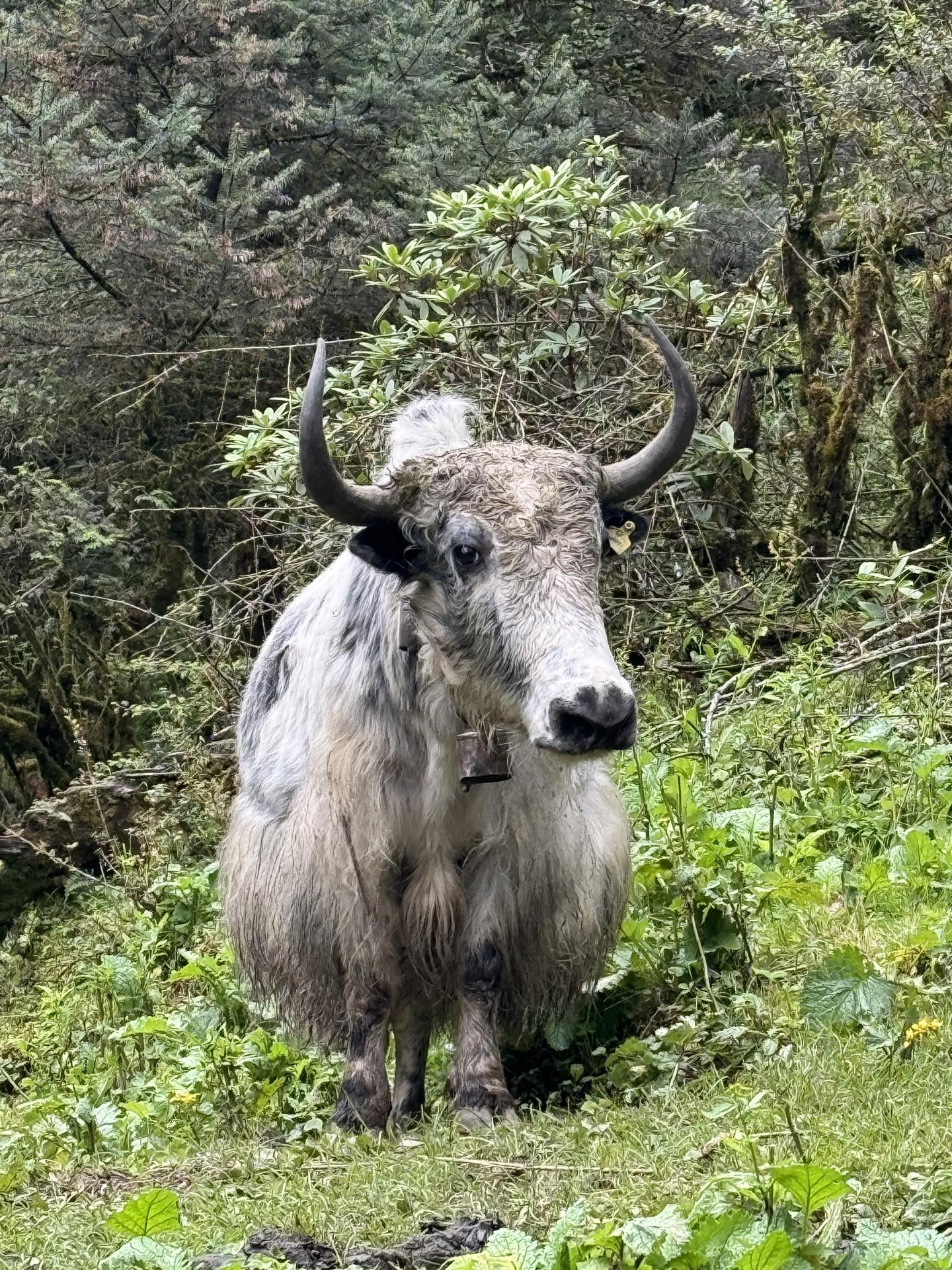 A pale yak facing the camera head-on in trailside greenery