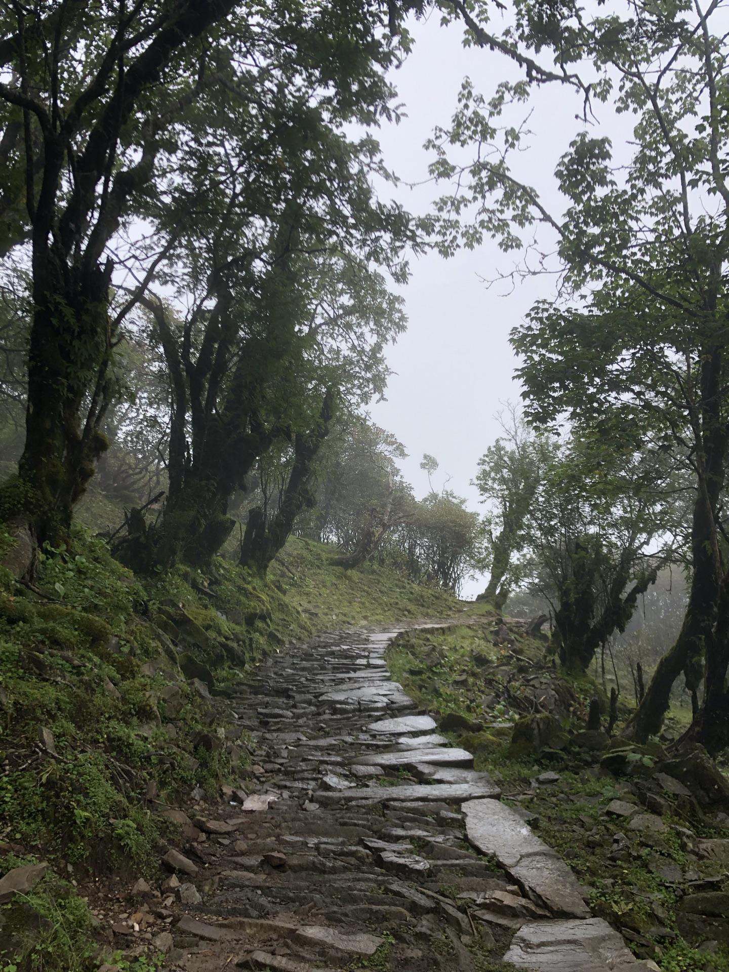The stone trail dropping back into mossy, fog-bound forest
