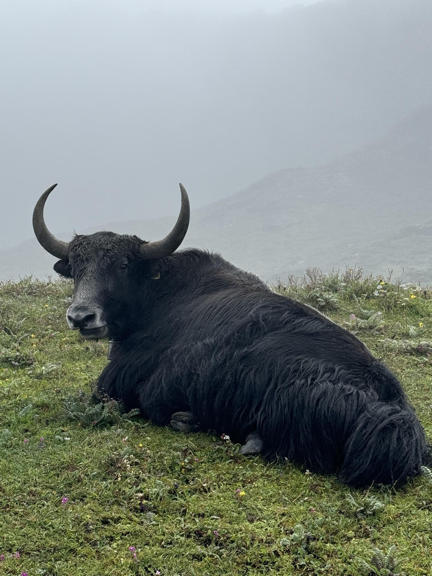 A black yak lying flat in the meadow grass